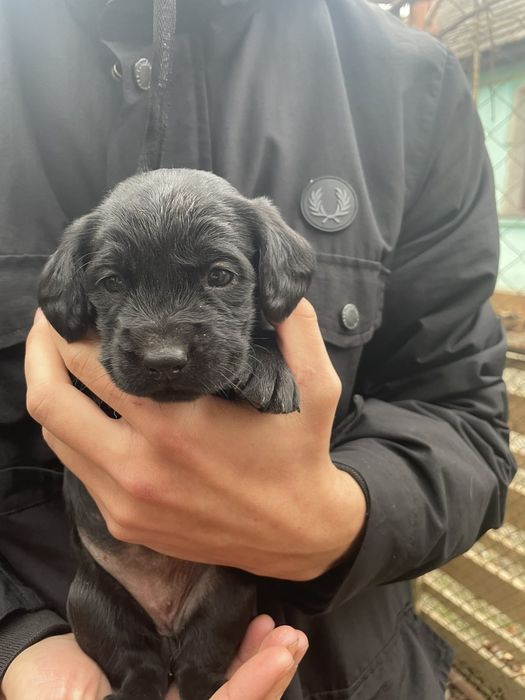 Метіси Кокер-спаніеля