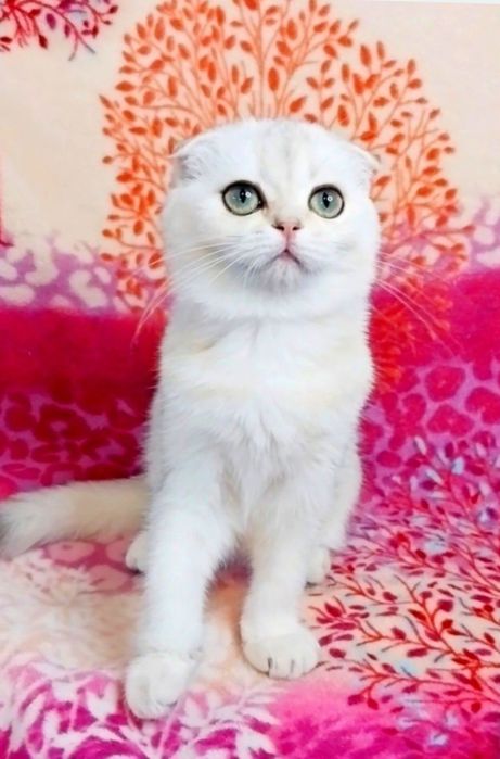 Чарівна крихітка Зеленоока красунечка