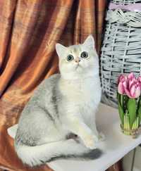 Золотая британская голубая британская шиншилла котята котик кот хлопчи