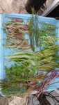Super Pack de plantas