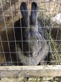Продам кроликов от 2 месяцев 150гр месяц  породы фландер термонская бе