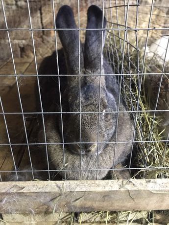 Продам кроликов от 2 месяцев породы фландер термонская белая серебро