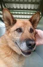 Seniorek Gucio poleca się do adopcji- psi anioł czeka w Tomarynach