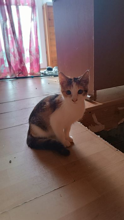 Котята, Помогите найти дом малышам