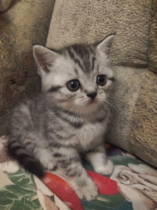 Очень красивые шотландские котята