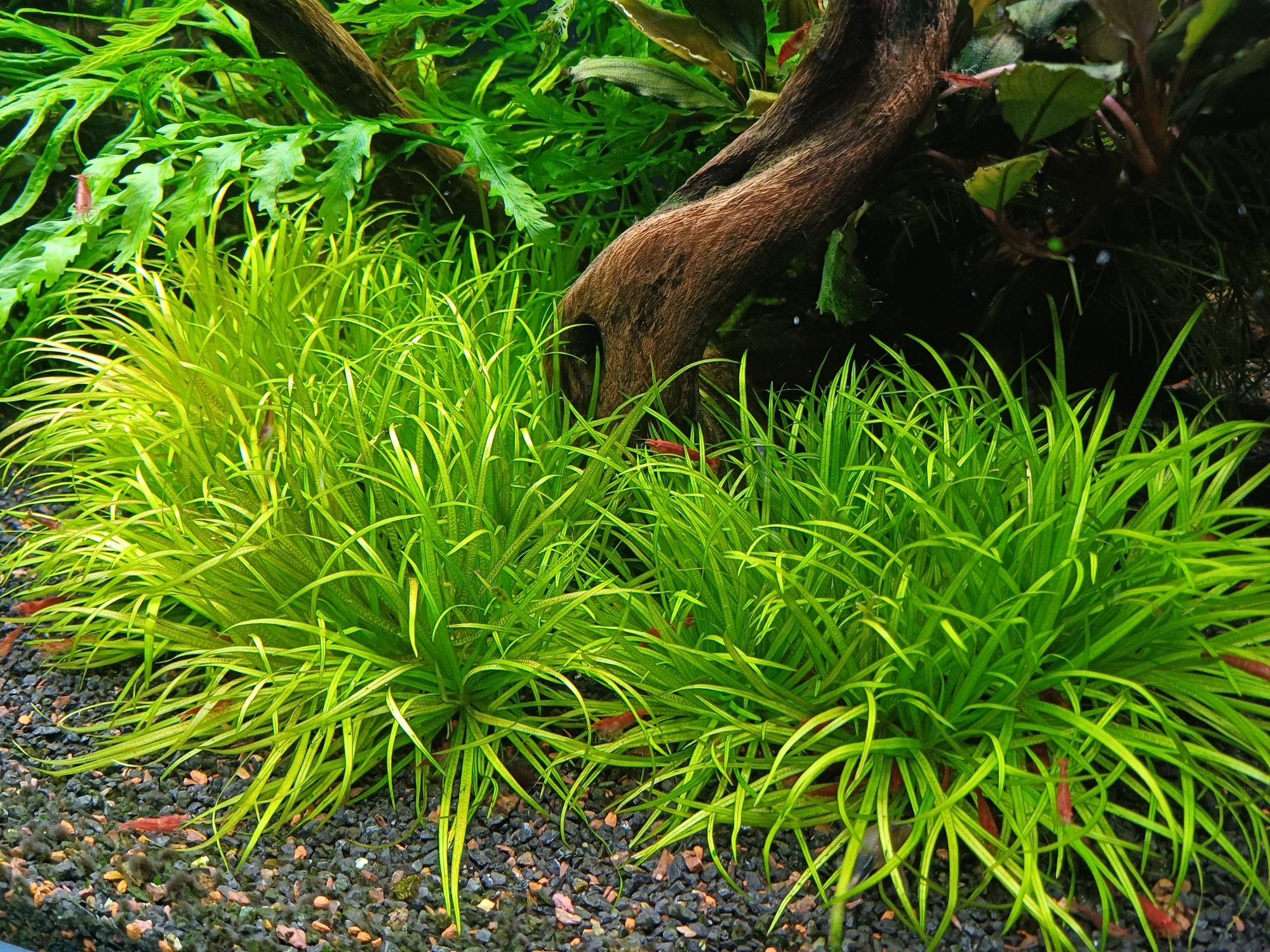 Blyxa japonica rośliny