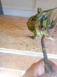 Rozdzielacz  hydrauliczny claas dominator 80 85