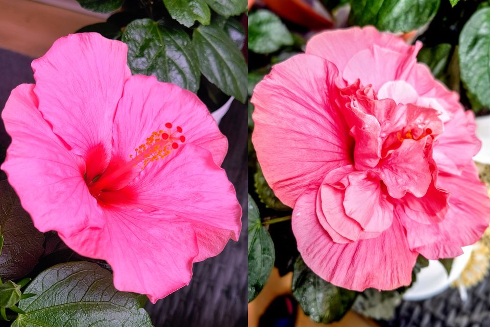 Hibiskusy róże chińskie różne kolory odmiany piękne duże kwiaty