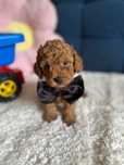 Cudowny Piesek Malitpoo F1b!