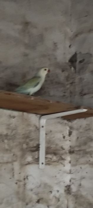 Ring necks Fêmea Adulta , Jandaya Fêmea, Aratinga sol