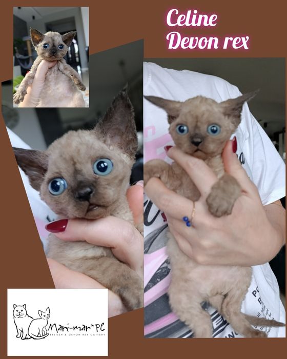 Kotka Devon rex rodowód FPL