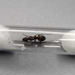 Mrówki Camponotus nicobarensis