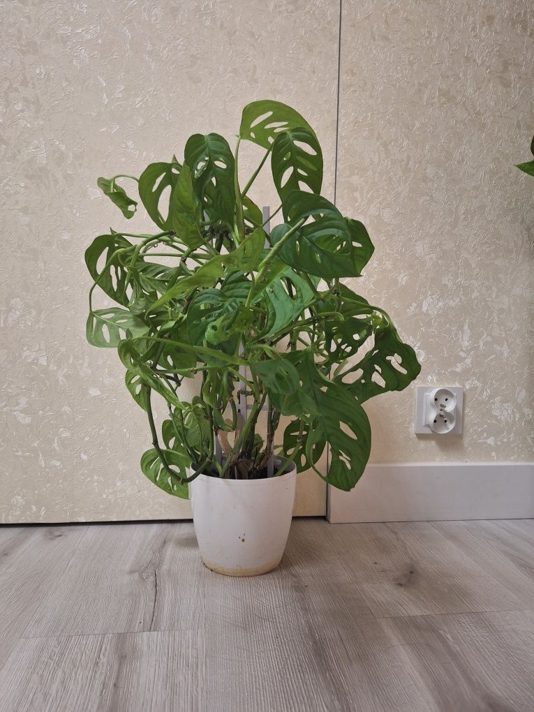 Monstera monkey zielona