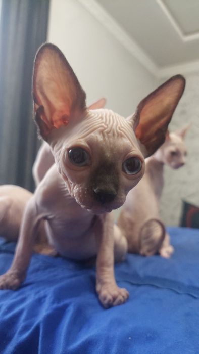 Продам котинят сфінкс