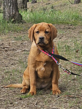 Labrador retriever suczka