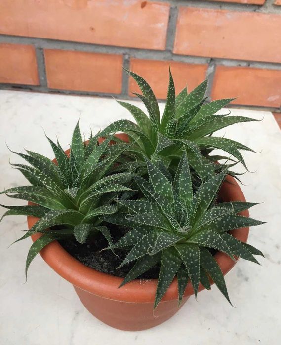 Хавортія .Рослини різного розміру і ціни.