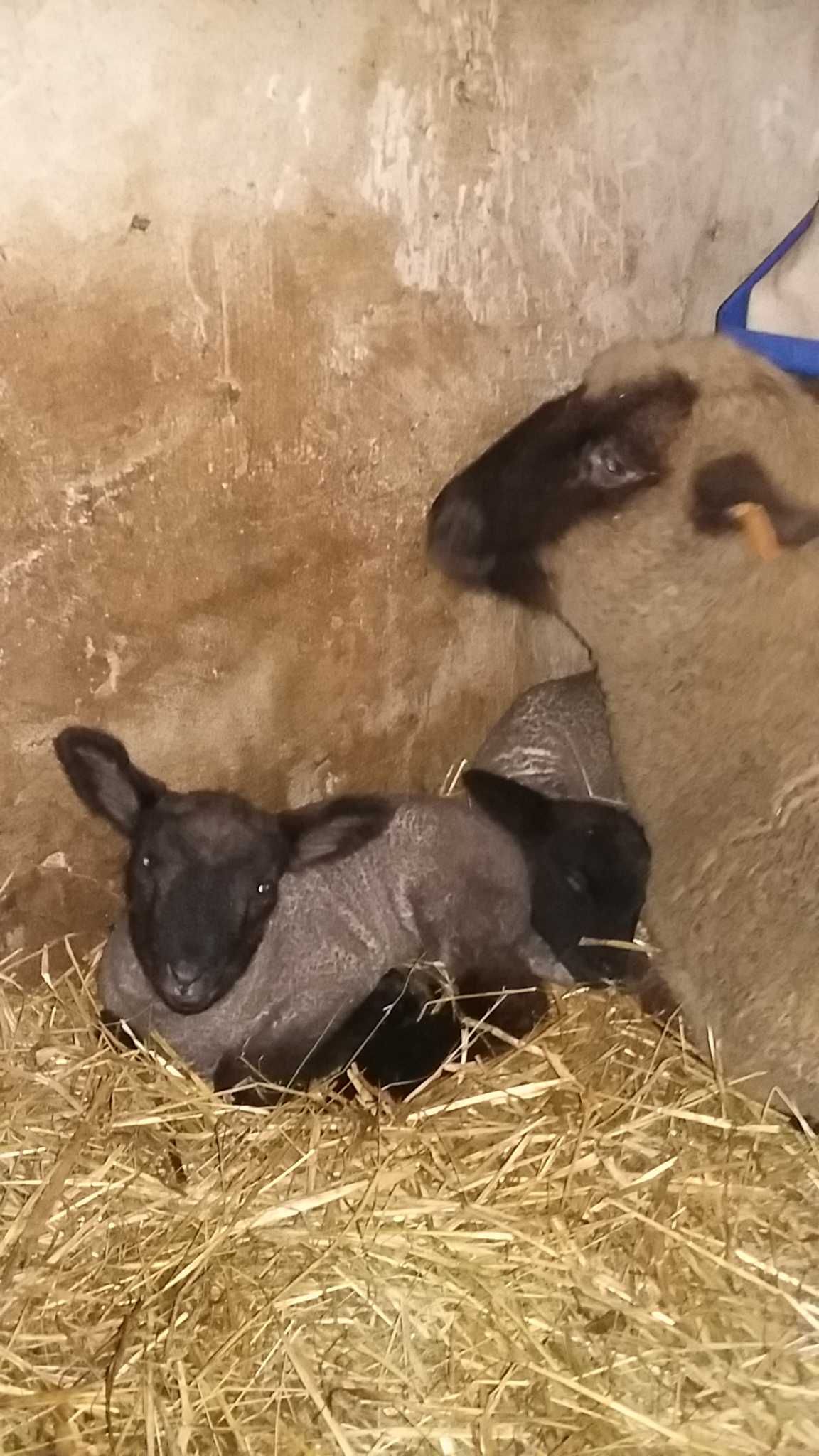 Jagnięta czarnogłówki, owce z jagniętami