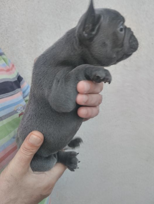 Французькі булочки