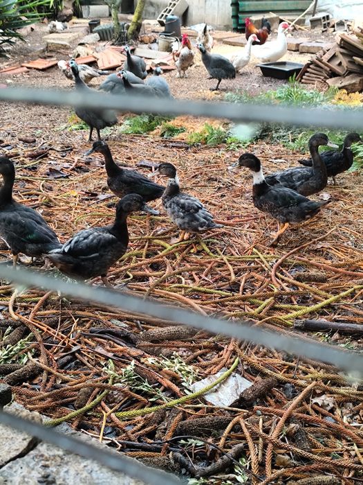 Patos cruzados mudo