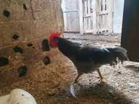 Jersey macho Azul