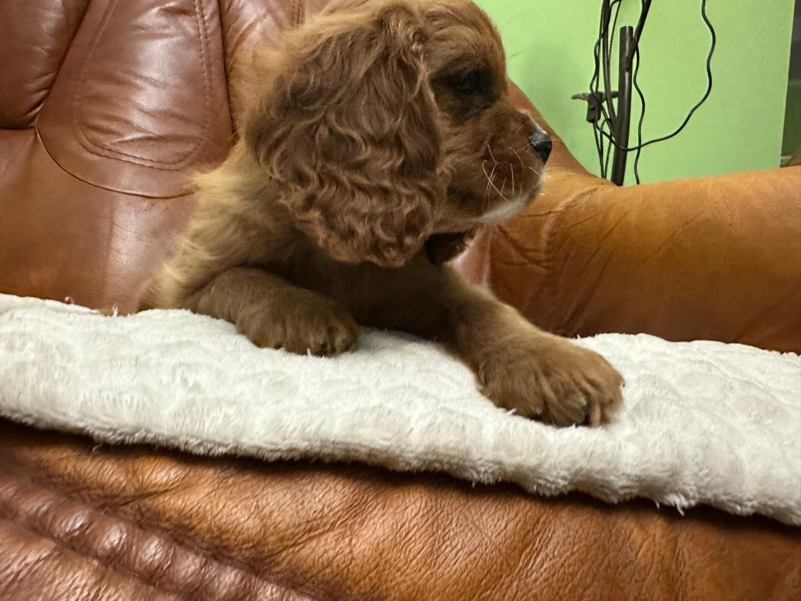 Cavalier King Charles Spaniel