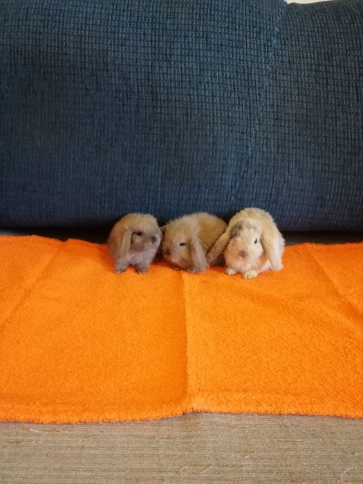 Króliczek karzełek Teddy