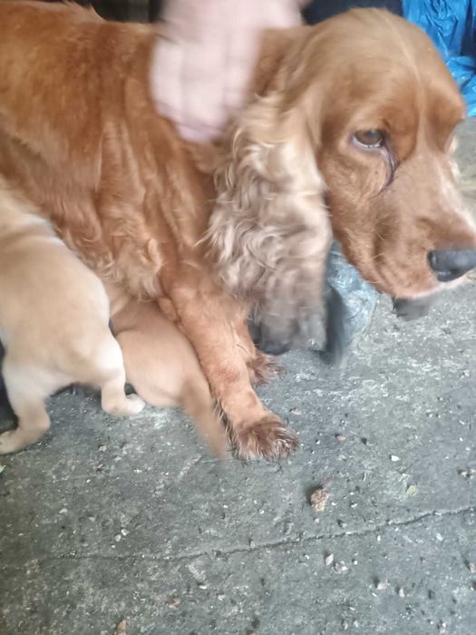 Cocer spaniel oddam szczeniaki