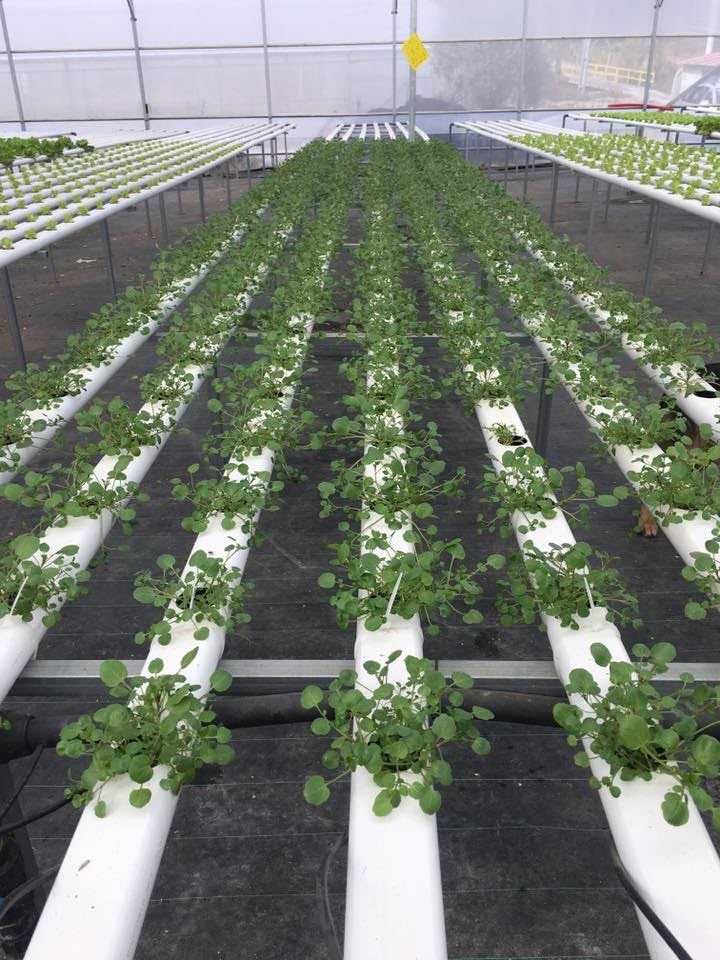 Estufas agrícolas FERTRI