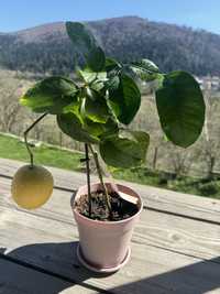 Лимон Zagara Bianca з плодом