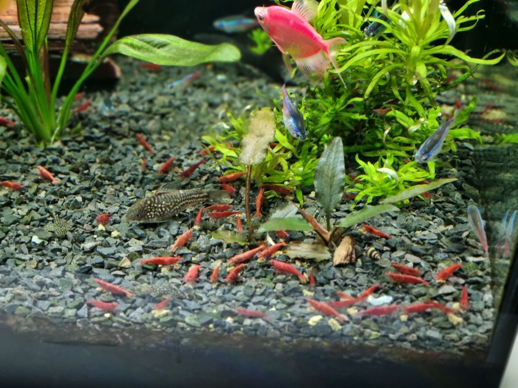Krewetka  Red Cherry z własnego akwarium