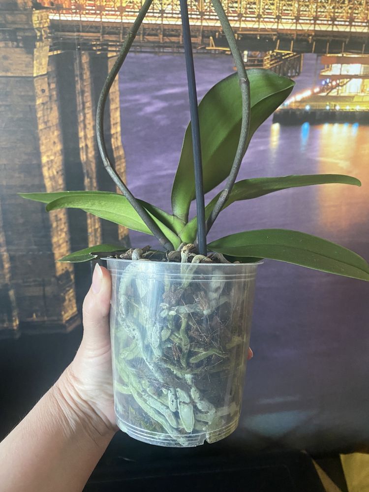 Орхідея Блек страйпс  та розписна крупноквіткова