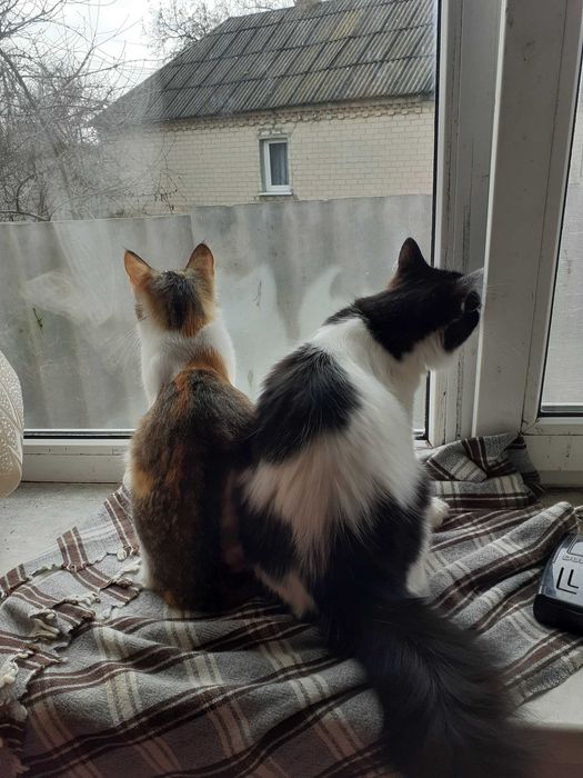 Молодой котик стерилиз, бело - чёрный пушистый в добрые руки