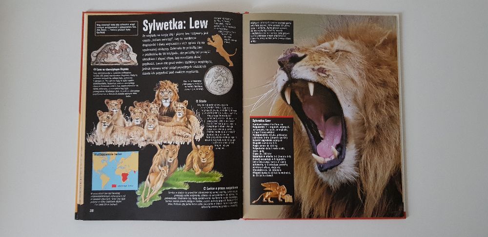Wszystko o kotach Anita Ganeri