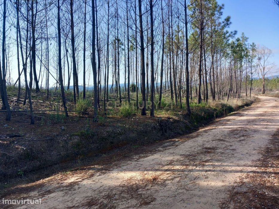 Pinhal com 6680 m2 em Vale Chiqueiro-Santo André das Tojeiras