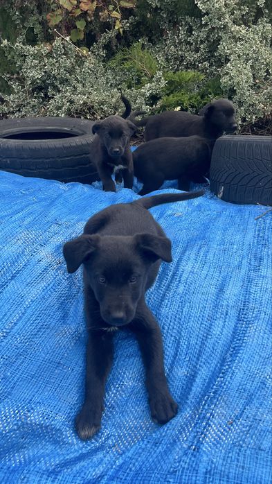 Oddam szczeniaka suczka