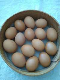 Ovos Caseiros galinhas saudáveis