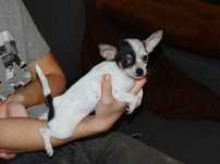 Chihuahua  pieski