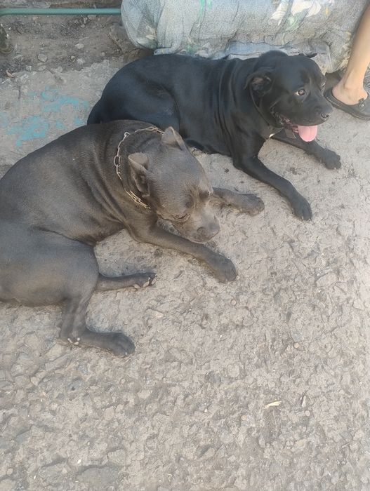 Щенки Кане корсо