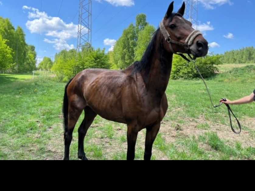 Klacz rasy  sp ks główna 12lat