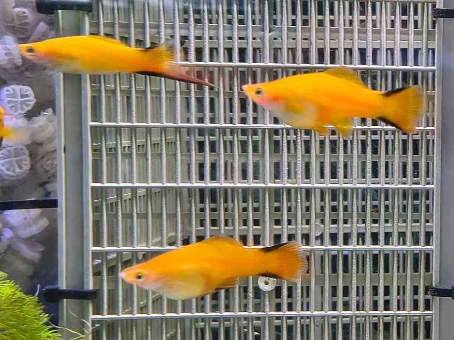 Mieczyk Golden Comet