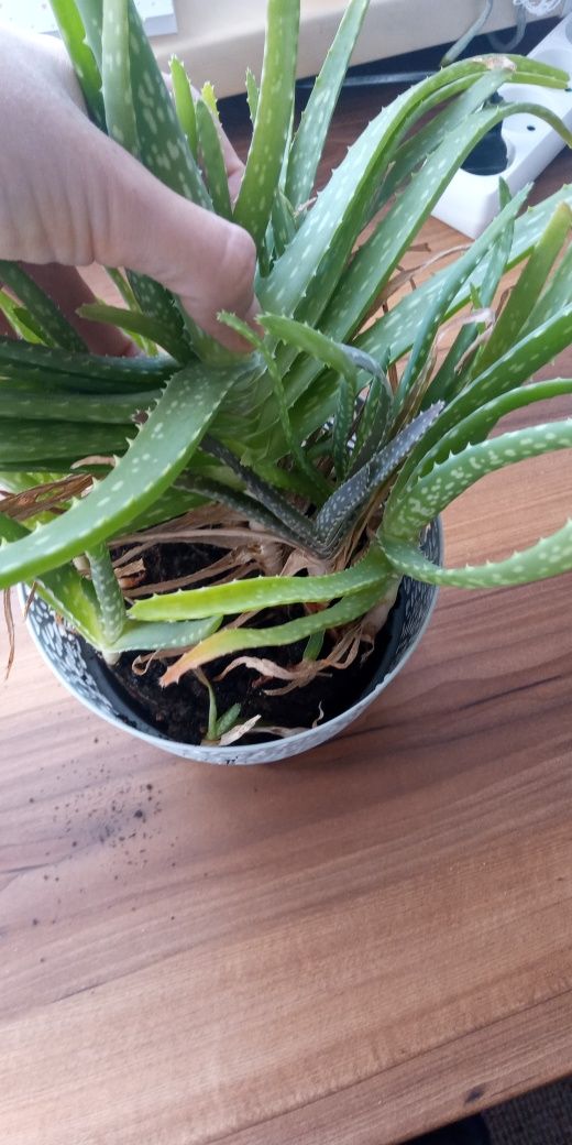 Aloes zaszczepka