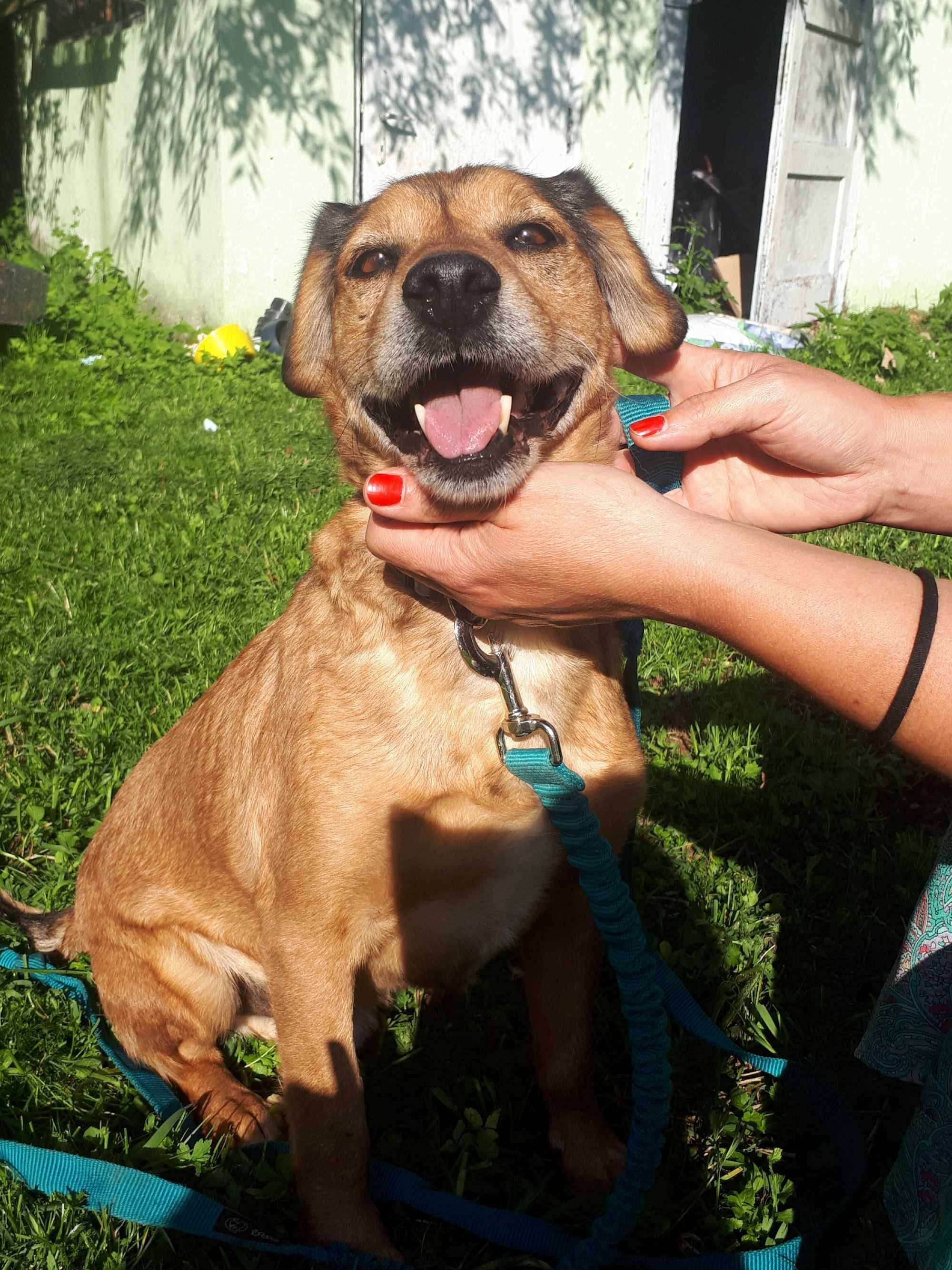 Adopcja przekochany Rudzielec