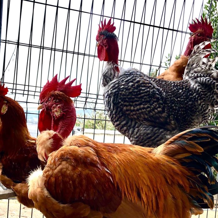 Galos de raças autóctones portuguesas.