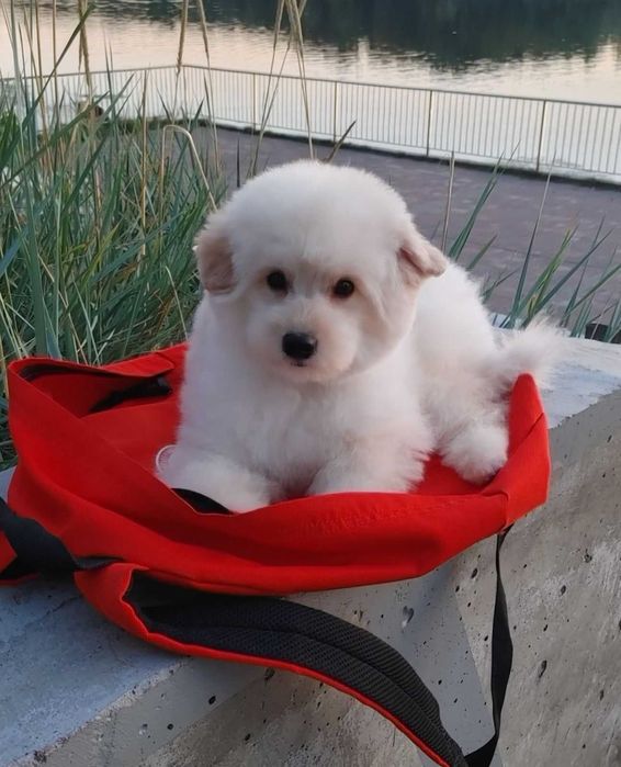 Сладкий и милый щенок шпиц*пу после вакцинации