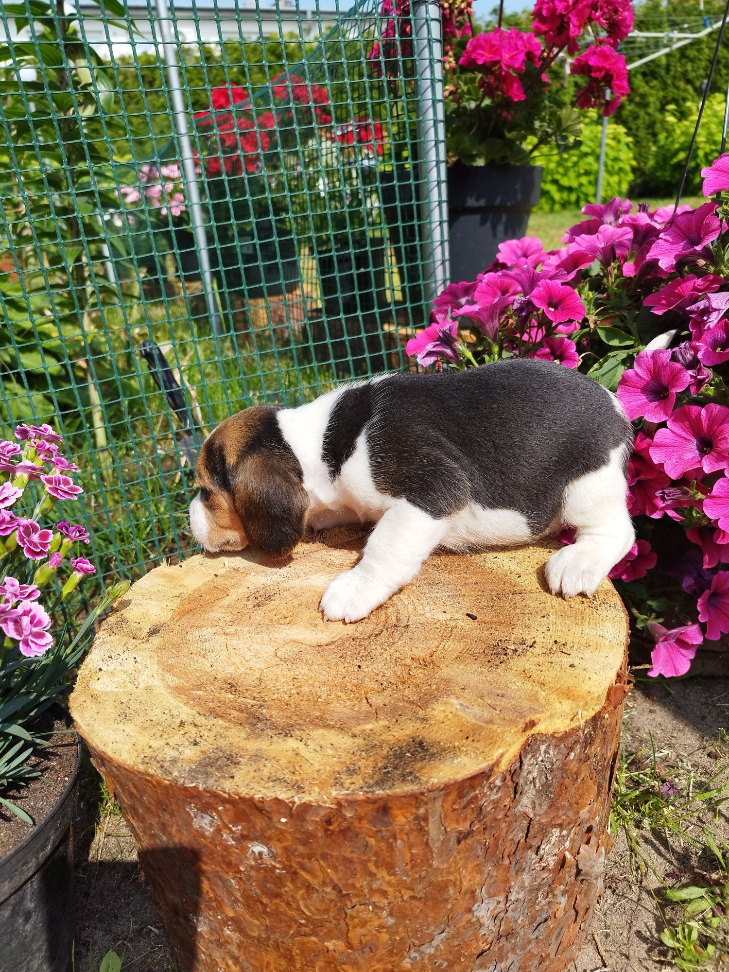 Rasowy szczeniak Beagle tricolor po rodzicach z profilem DNA