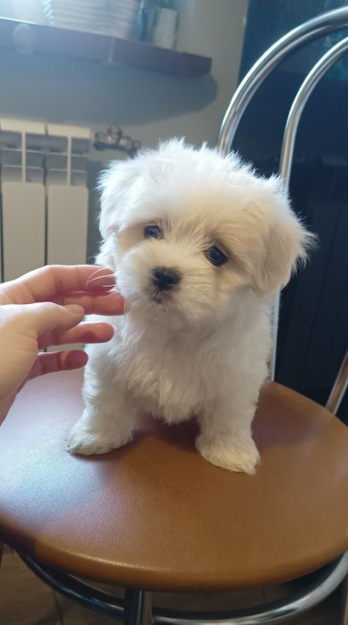 Mal shi, maltańczyk, shih tzu