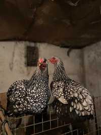 Ovos de galinha Wyandotte