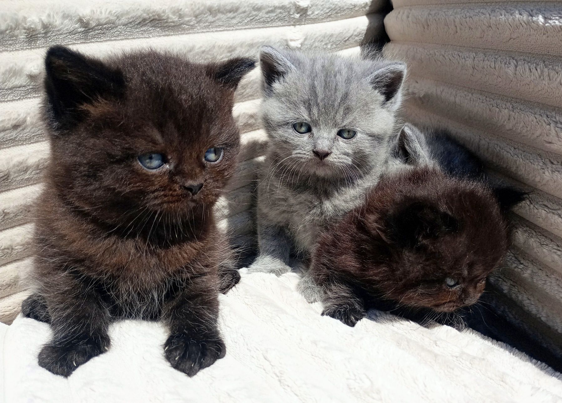 Kot Brytyjski niebieski,whiskas, cynamon,czekoladowy
