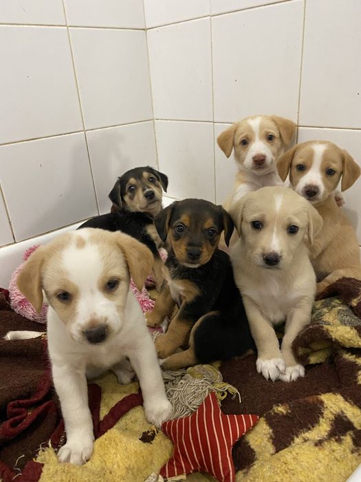 Cachorros bebés para adoção