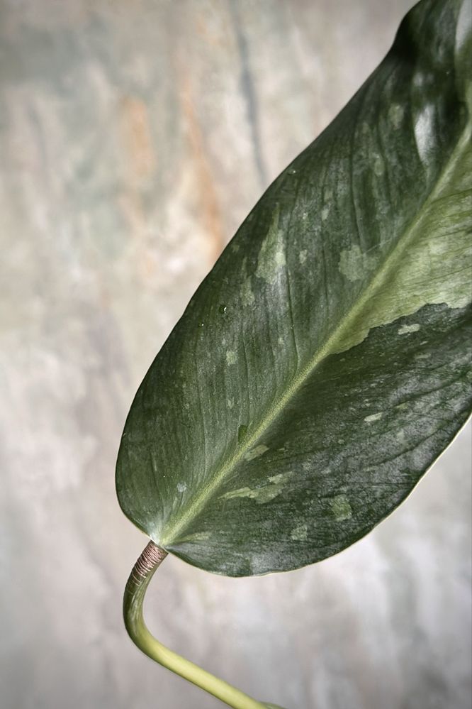 Philodendron domesticum Jose Buono - Filodendron variegata, pędówka